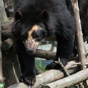 Spectacled Bear