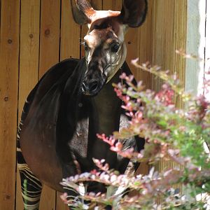 Okapi