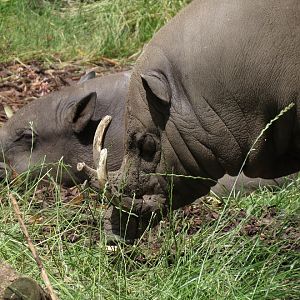 Babirusa