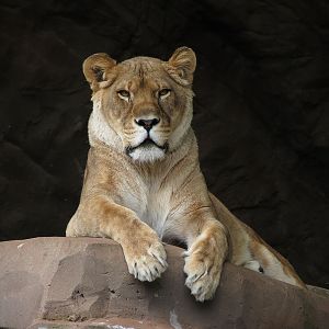 African Lioness