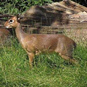 Kirk's dik-dik