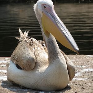 Great White Pelican