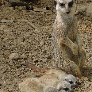 Meerkat