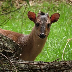 Red Forest Duiker
