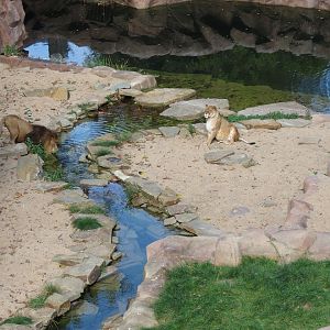 African Lion Enclosure