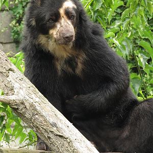 Spectacled Bear