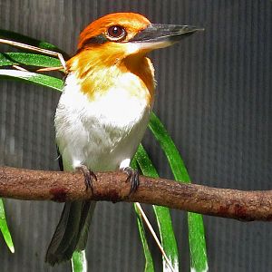 Micronesian Kingfisher