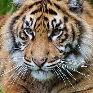 Sumatran Tiger