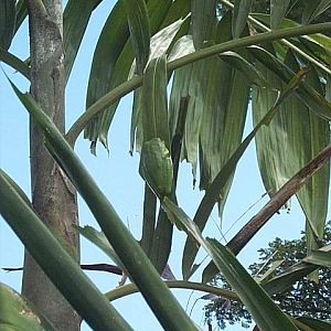 white lipped tree frog