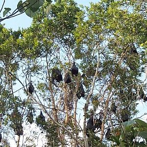 fruit bats