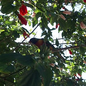 rainbow lorikeet