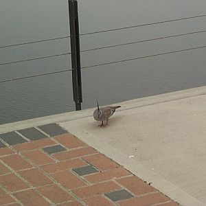 crested pigeon/dove centennial park 2001
