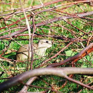 European Souslik at Dresden, 29/08/12