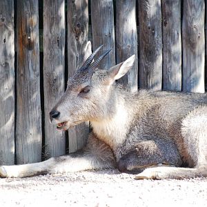 Central Chinese Goral at Dresden, 29/08/12