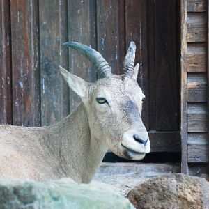 West Caucasian Tur at Dresden, 29/08/12