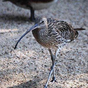Eurasian Curlew at Dresden, 29/08/12