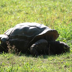 Arnold's Giant Tortoise at Dresden, 29/08/12