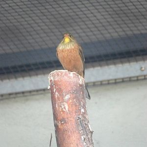 Ortolan Bunting at Dresden, 29/08/12