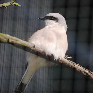 Red-backed Shrike at Dresden, 29/08/12