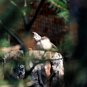 Crested Tit at Dresden, 29/08/12