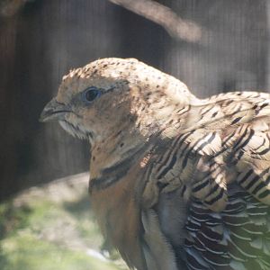 Pin-tailed Sandgrouse at Dresden, 29/08/12
