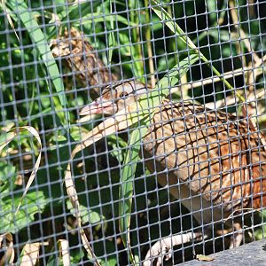 Corncrake at Dresden, 29/08/12