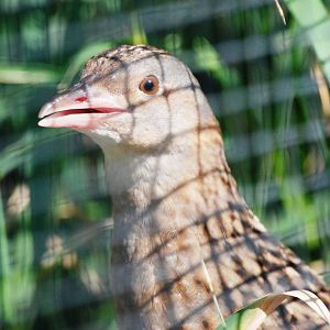 Corncrake at Dresden, 29/08/12