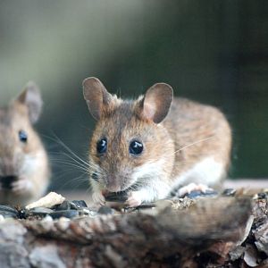 Wild Field Mice at Dresden, 29/08/12