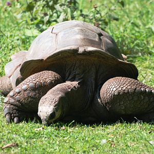 Arnold's Giant Tortoise at Dresden, 29/08/12