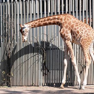 Kordofan Giraffe at Dresden, 29/08/12