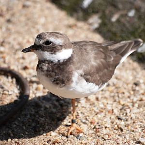 Common Ringed Plover at Dresden, 29/08/12