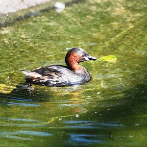 Little Grebe at Dresden, 29/08/12