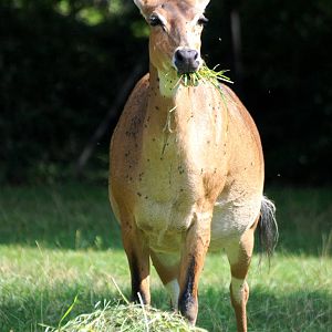 Nilgai at Dresden, 29/08/12