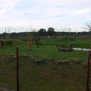 Lion Country at Yorkshire WP 01/11/12