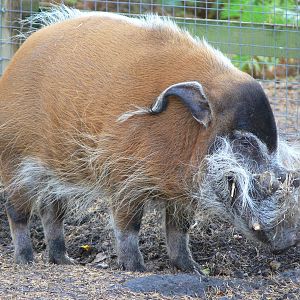 Red River Hog at Yorkshire WP 01/11/12