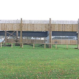Leopard exhibit at Yorkshire WP 01/11/12