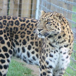 Amur Leopard at Yorkshire WP 01/11/12