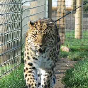 Amur Leopard at Yorkshire WP 01/11/12