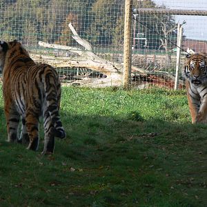 Amur Tigers at Yorkshire WP 01/11/12