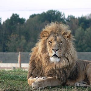 African Lion at Yorkshire WP 01/11/12