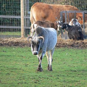 Zebu at Yorkshire WP 01/11/12