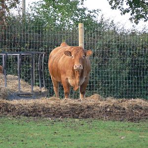Limousin Cattle at Yorkshire WP 01/11/12