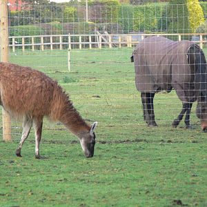 Guanaco at Yorkshire WP 01/11/12