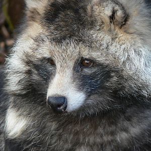 Raccoon Dog at Yorkshire WP 01/11/12