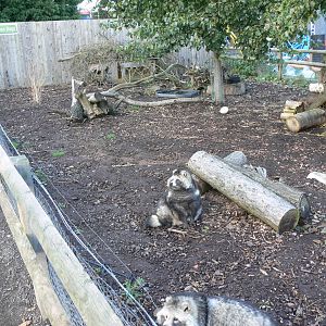 Raccon Dog exhibit at Yorkshire WP 01/11/12