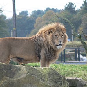 African Lion at Yorkshire WP 01/11/12