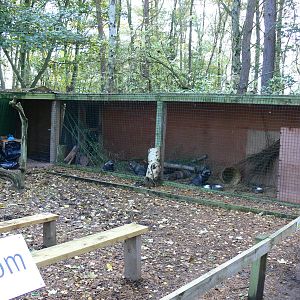 Raccoon Dog exhibit at Yorkshire WP 01/11/12