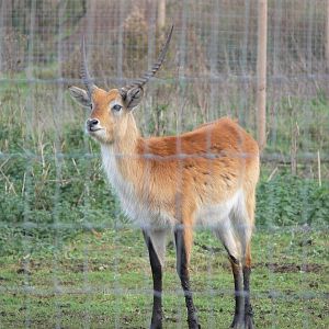 Red Lechwe at Yorkshire WP 01/11/12