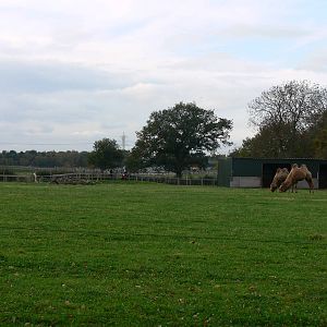 Camel exhibit at Yorkshire WP 01/11/12
