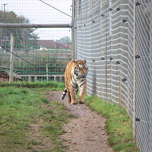 Amur Tiger at Yorkshire WP 01/11/12